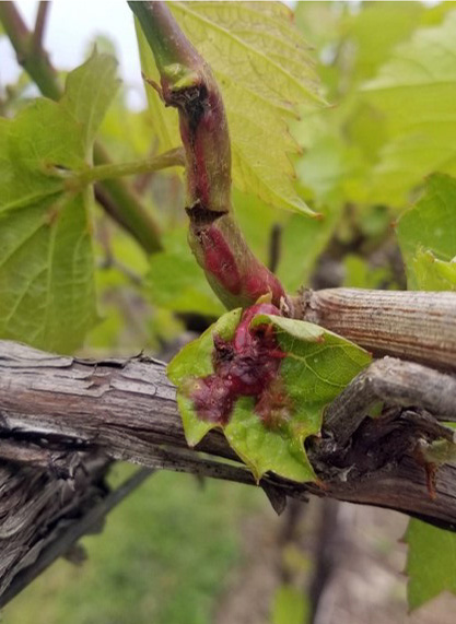 Grape cane gallmaker